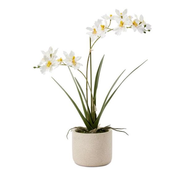 Adairs White 2 Stem Potted Spider Orchid