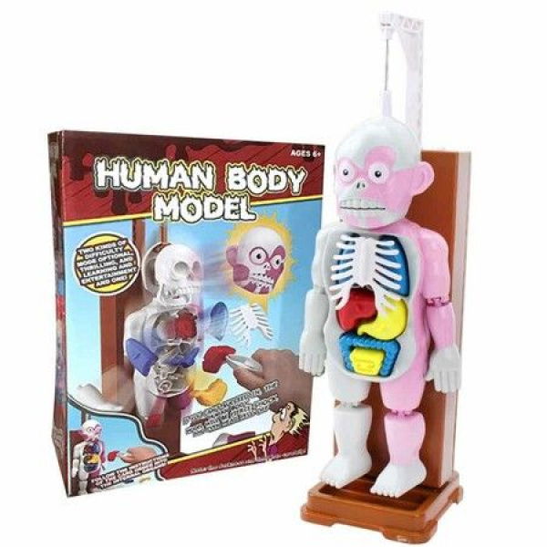 Assembled 4d Human Body Model Educational Toys Childrens Table Game Model Biological Scientific Toy