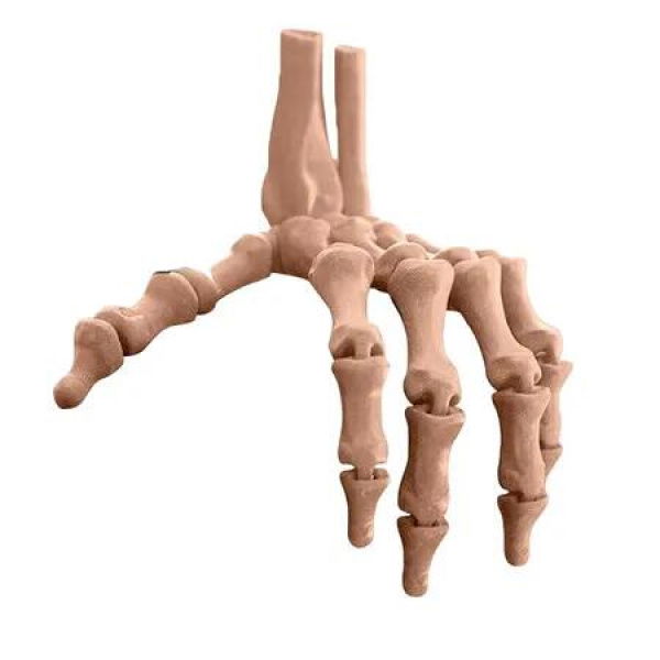 Beige 3D Printed Skeleton Hand Realistic Movable Halloween Finger Bones for Party Decorations Gift