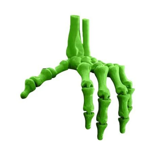 Green 3D Printed Skeleton Hand Realistic Movable Halloween Finger Bones for Party Decorations Gift