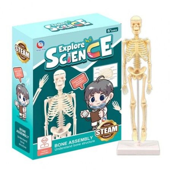 Hand On Ability Cultivation Portable Anatomy Human Biology Mini Body Skeleton Model For Children