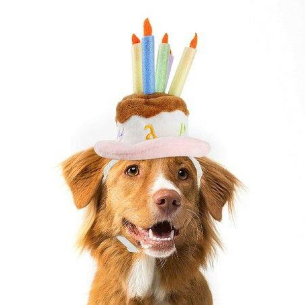 Pet Birthday Cake Hat With Candle For Dog Cat Party Costume Size M