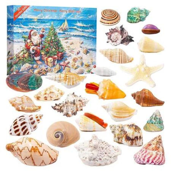 Seashells Advent Calendar 2025, Natural Shells for Crafts, Sea Christmas Calendar, Gifts for Boys Girls Men Women