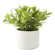 Detailed information about the product Adairs Amour Gardenia Green & White Potted Plant (Green Potted Plant)