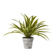 Detailed information about the product Adairs Green Faux Plant Evergreen Spider Plant