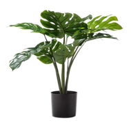 Detailed information about the product Adairs Green New Monsteria Faux Plant