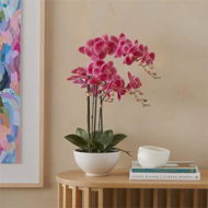 Detailed information about the product Adairs Phalaenopsis Wildberry 3 Stem Orchid - Pink (Pink Faux Plant)