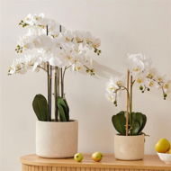 Detailed information about the product Adairs White Orchid Collection (White 3 Stem)