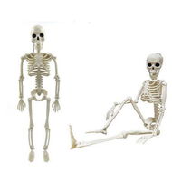 Detailed information about the product 2 PCS Posable Halloween Skeletons 16 Inches Full Body Posable Joints Hanging Skeletons