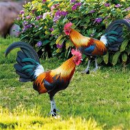 Detailed information about the product 2pcs Backyards Decoration Rooster Hen Ground Sings Garden Lawns Acrylic Signs Inserted Chicken Animal Decor Silhouette Signs