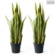 Detailed information about the product 2X 50cm Artificial Indoor Yellow Edge Tiger Piran Fake Decoration Tree Flower Pot Plant