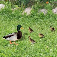 Detailed information about the product 5pcs Yard Art Acrylic Outdoor Duck Decorations Outdoor Garden Ornaments Poultry Art For Backyard Lawn Pathway Lawn Garden Decoration