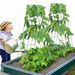A-Frame Cucumber Trellis 39 x 32 Foldable Metal Garden Trellis. Available at Crazy Sales for $64.97