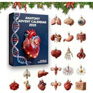 Detailed information about the product Christmas Anatomy Advent Calendar,24 Days of Human Anatomy-Themed Surprises,2D Medical themed artistic Christmas ornaments,Biology Holiday Calendar
