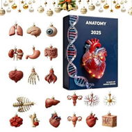Detailed information about the product Countdown Calendar, Acrylic 2D Pendant Design, Human Anatomy Ornament Calendar, Holiday Countdown Display, Educational Decorative Tool