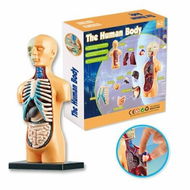 Detailed information about the product Human Body Model Organs Simple Assembly Learning Tool Kit