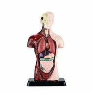 Detailed information about the product Human Torso Body Model Anatomy Anatomical Internal Organs For Teaching Early Education Human Toy