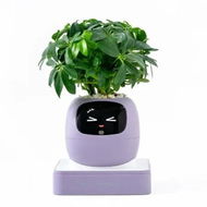 Detailed information about the product Ivy AI Smart Plant Pot with Emoji Intelligent Planter Robot for Houseplants Tamagotchi Flower Pot Stylish Plantagotchi Home Decor (Purple)