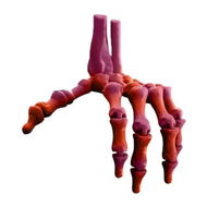 Detailed information about the product Red 3D Printed Skeleton Hand Realistic Movable Halloween Finger Bones for Party Decorations Gift