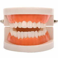 Detailed information about the product Standard Teeth Model,Kids Dental Teaching Study Supplies Standard Typodont Demonstration Teeth Model(Without Wisdom Teeth) (Convenient Design,No Need for Wrenches)