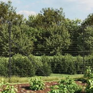 Detailed information about the product Wire Mesh Fence with Spike Anchors Anthracite 1.4x25 m