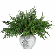 Detailed information about the product Xmas Norfolk Pine Branches with Pine Cones Norfolk Pine Artificial Xmas Branches for Xmas Indoor Outdoor Home Decor (10 Pcs)