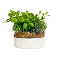 Detailed information about the product Garden Fresh