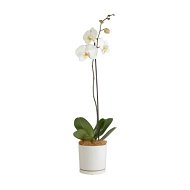 Detailed information about the product Moth Orchid
