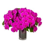 Detailed information about the product Orchids En Masse