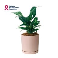 Detailed information about the product Peace Lily In Pink