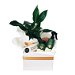 Peace Lily Plant Hamper. Available at Interflora for $114.00