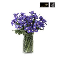 Detailed information about the product Purple Iris Flowers