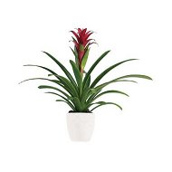 Detailed information about the product Bromeliad Beauty Flowers
