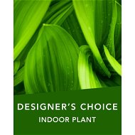Detailed information about the product Designers Choice Indoor Plant Flowers