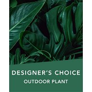 Detailed information about the product Designers Choice Outdoor Plant Flowers