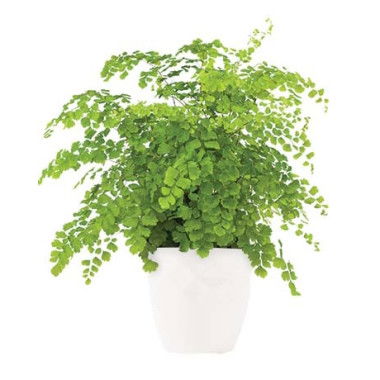 Find Your Favorite Flowers for Less - RedTicket