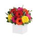 Glorious Gerberas Flowers. Available at Petals for $95.00