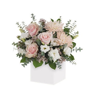 Find Your Favorite New Born for Less - RedTicket