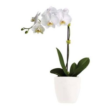 Unearth Christmas Discounts - RedTicket