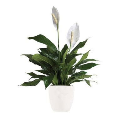 Unlock Flowers Bargains - RedTicket