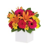 Detailed information about the product Starburst Splash Flowers