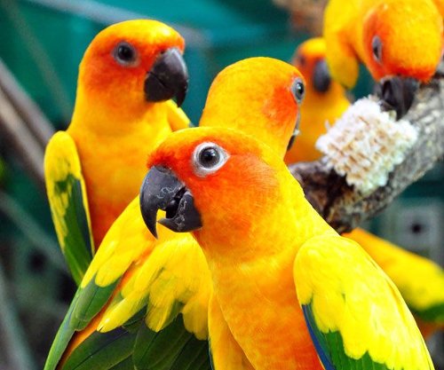 Read more about Questions to Ask When Buying a Pet Bird?